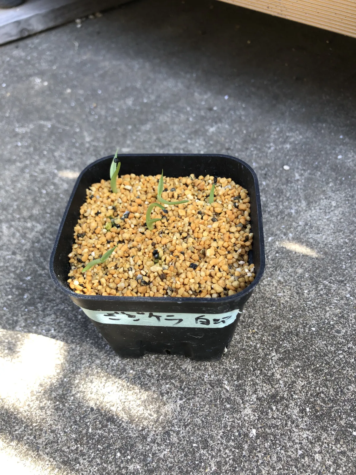 Agave schidigera White Stripe (アガベ シジゲラ ホワイトストライプ)