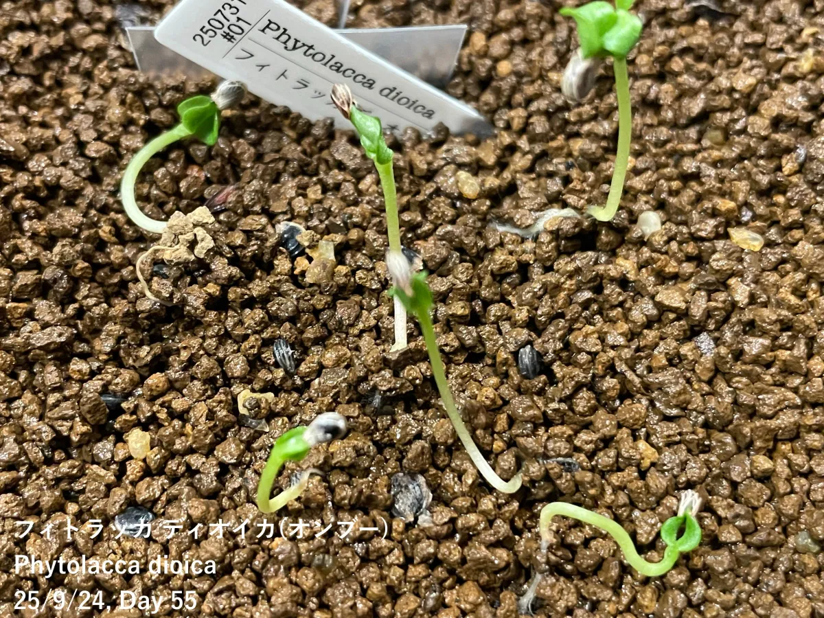 Phytolacca dioica (フィトラッカ ディオイカ)