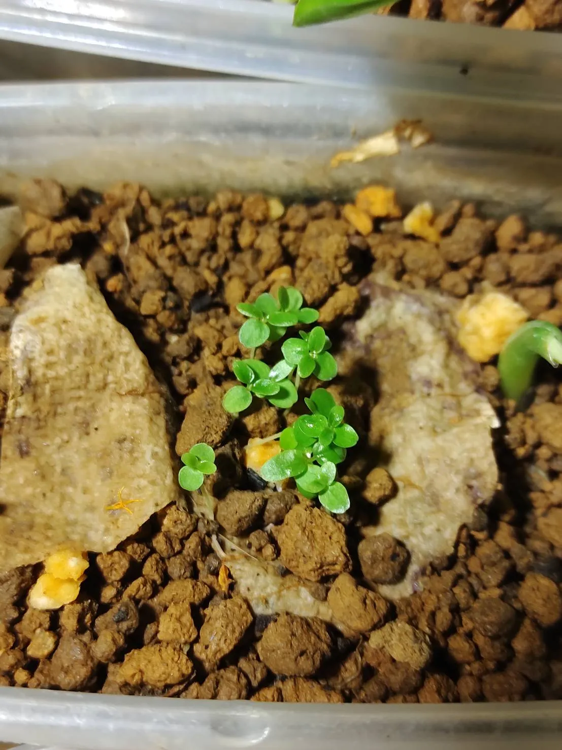 Ficus petiolaris (フィカス ペティオラリス)