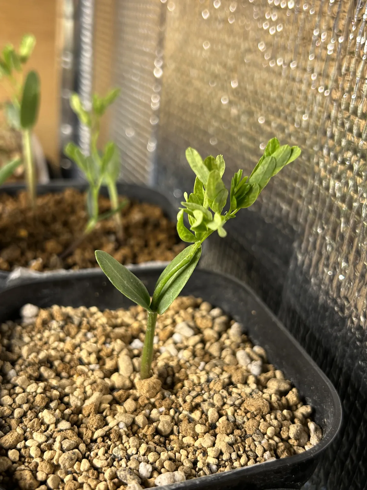 Senna meridionalis (センナ メリディオナリス)