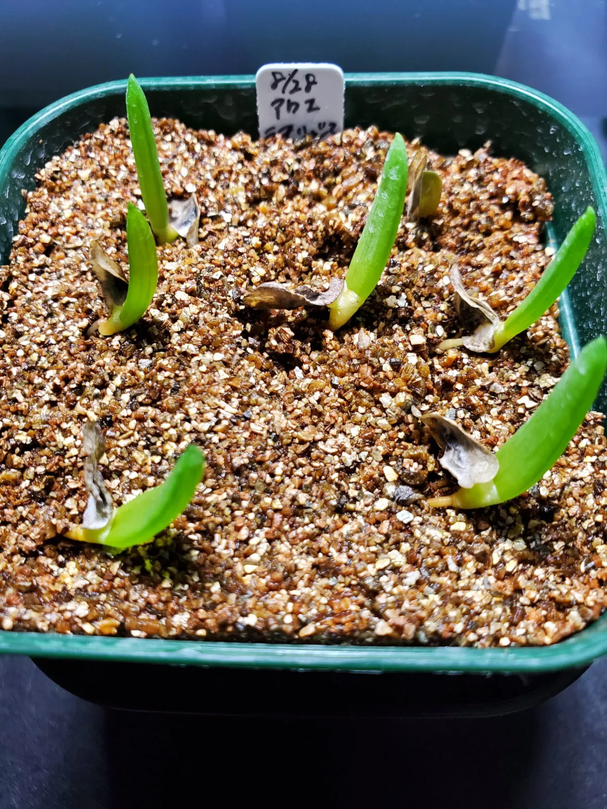 Aloe ramosissima (アロエ ラモシシマ)