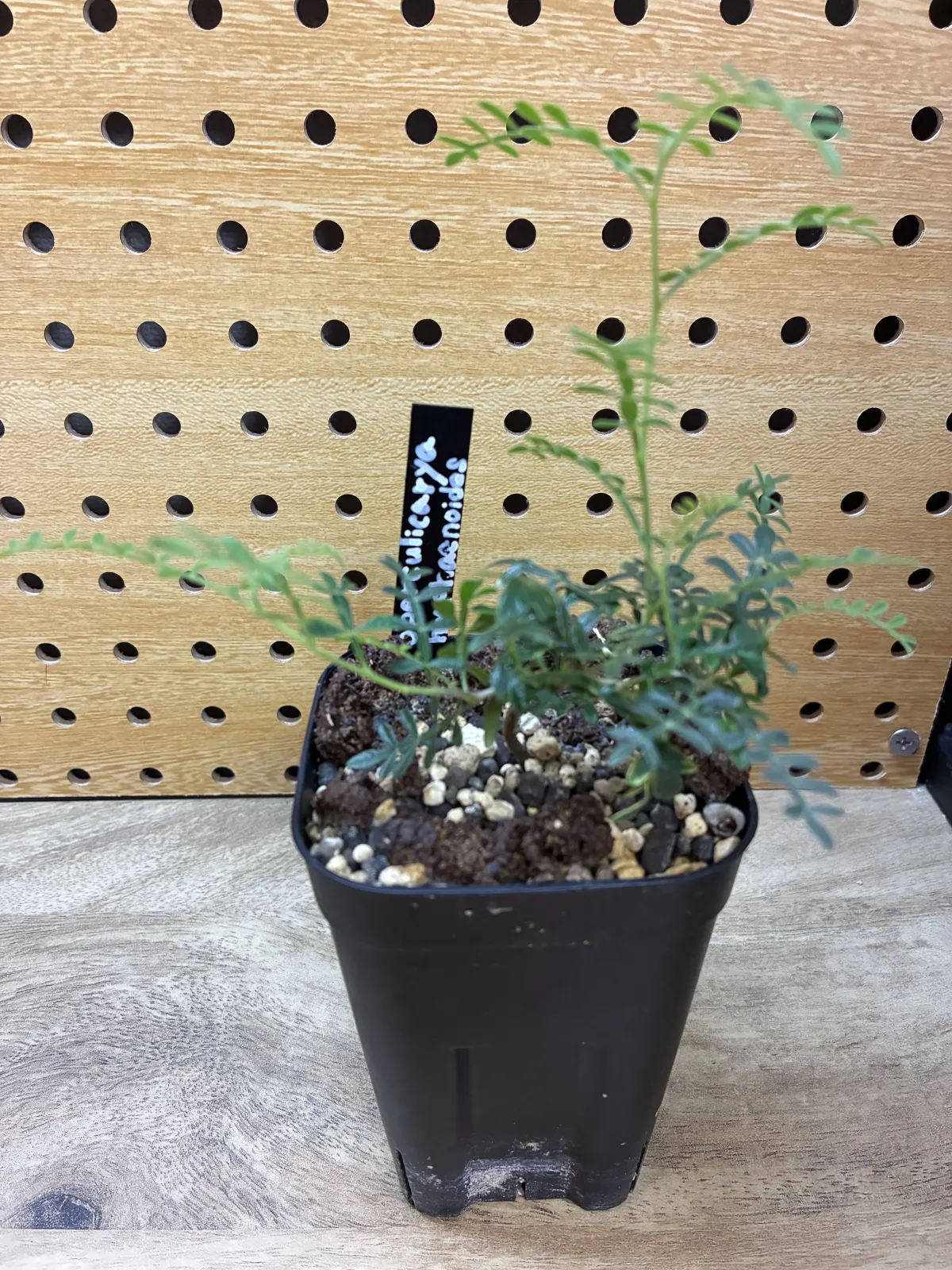 Operculicarya hyphaenoides (オペルクリカリア ヒファエノイデス2025E)