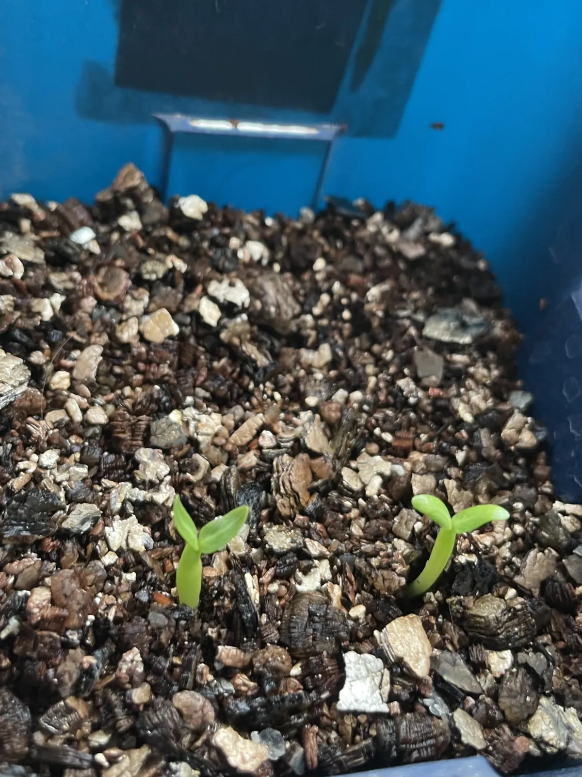 Pachypodium rosulatum var. gracilius (パキポディウム グラキリス)