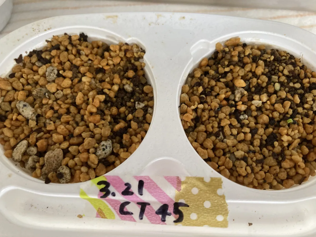 Copiapoa tenuissima (コピアポア テヌイシマ)