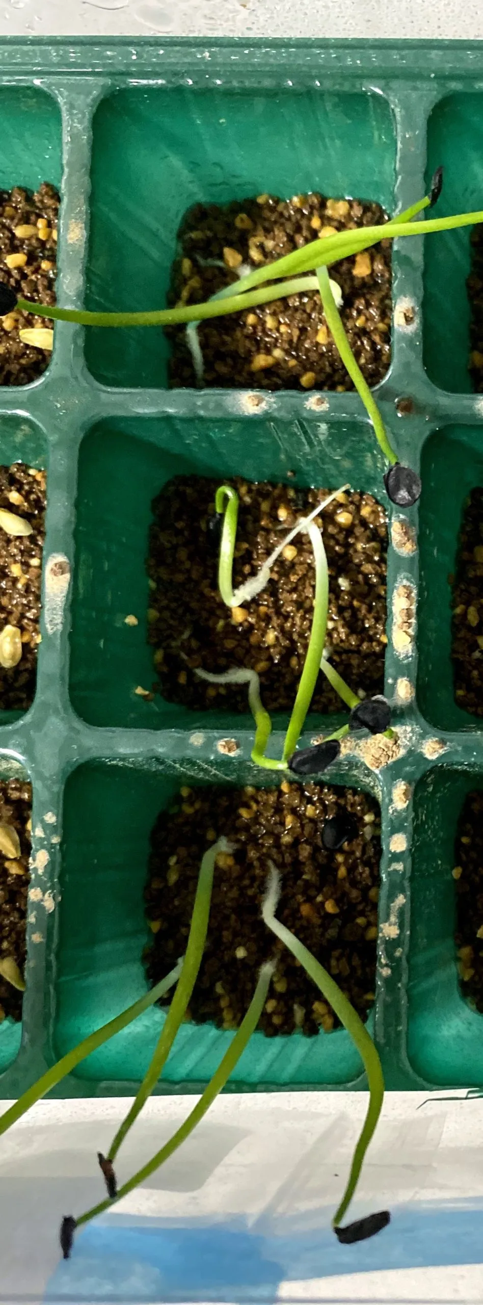 Agave parryi var. truncata (アガベ パリー トランカータ)