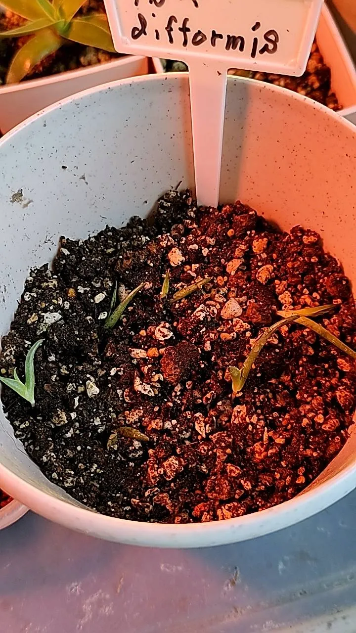 Pachypodium rosulatum var. inopinatum (パキポディウム イノピナツム)