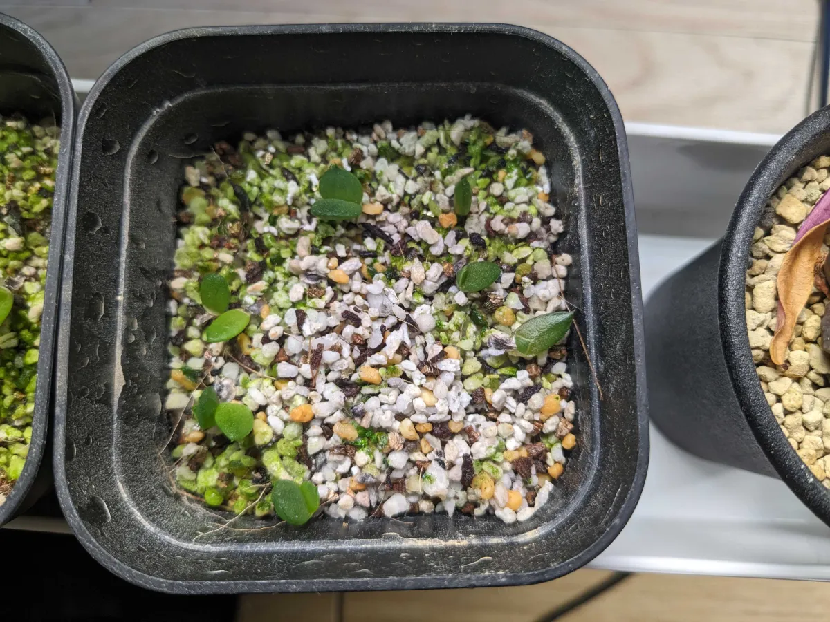 Aloe broomii (アロエ ブルーミー)