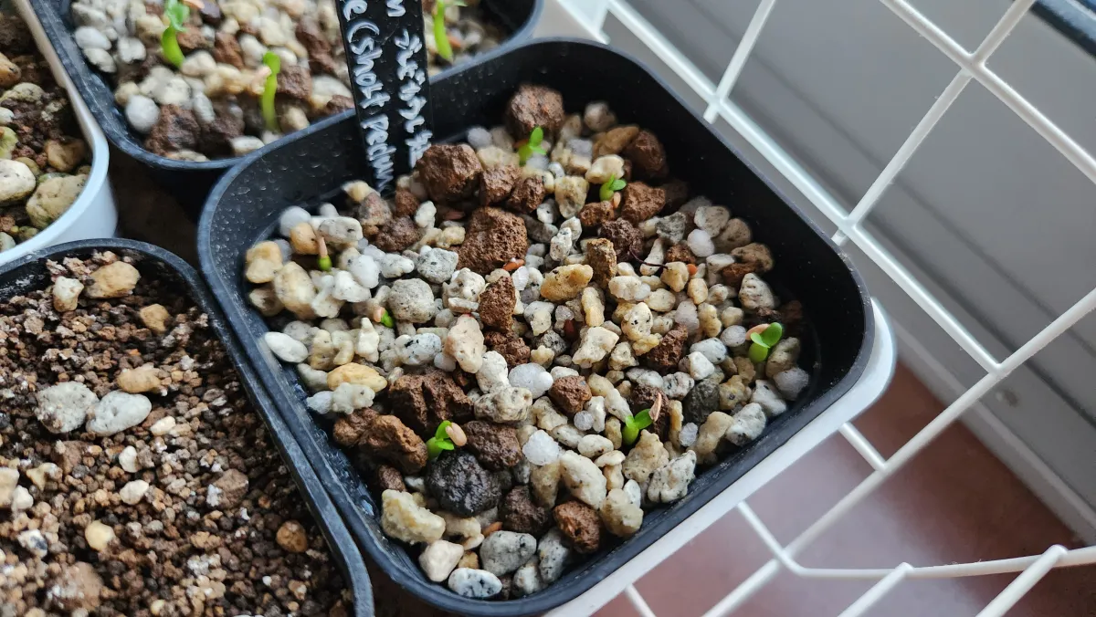 Pachypodium brevicaule (パキポディウム ブレビカウレ（短茎） ())