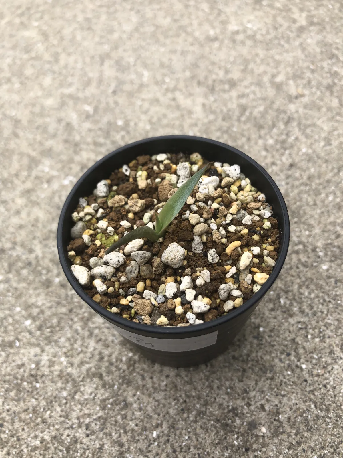 Agave ovatifolia (アガベ オバティフォリア)