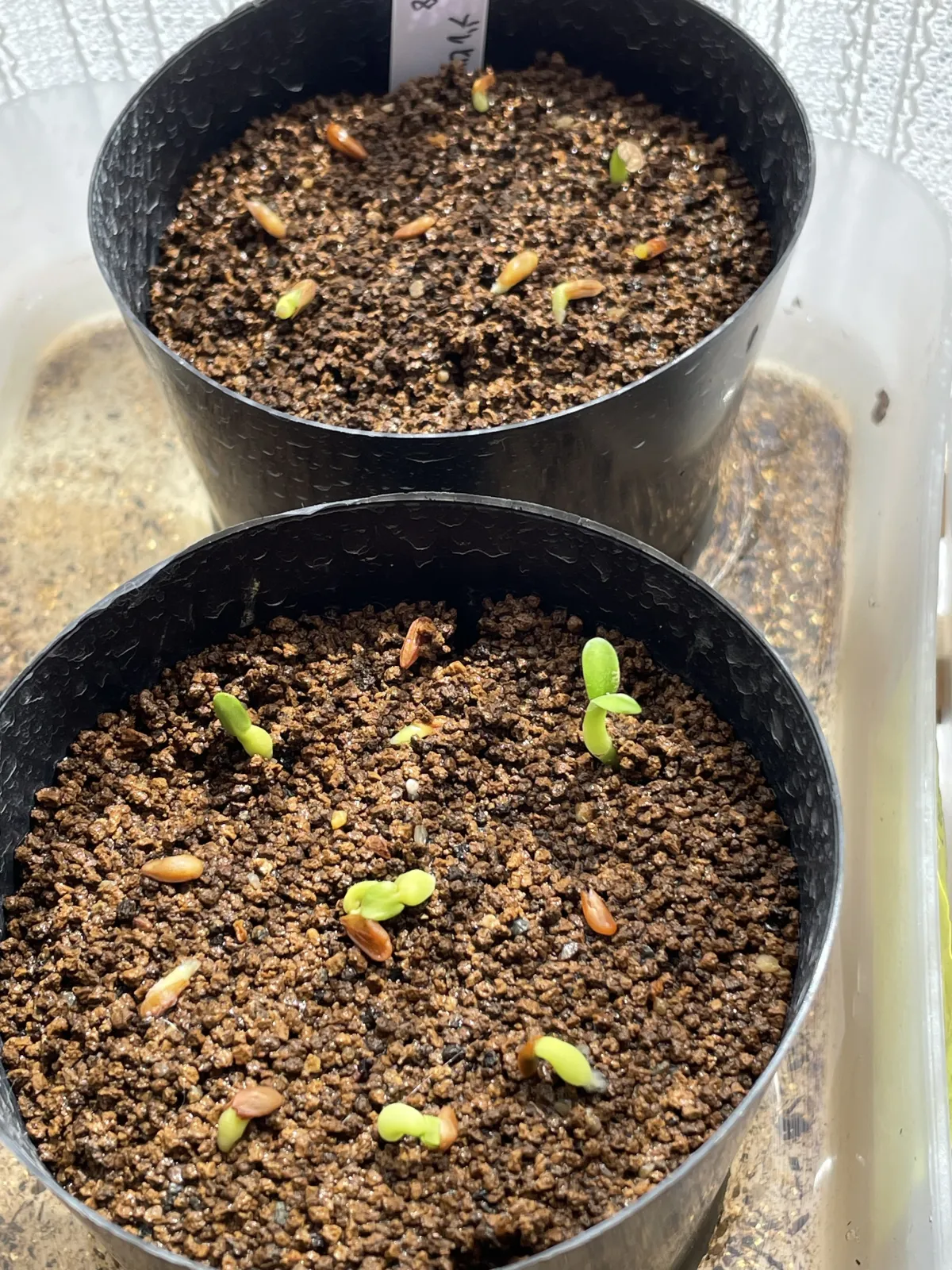 Pachypodium densiflorum var. brevicalyx (パキポディウム ブレビカリックス)