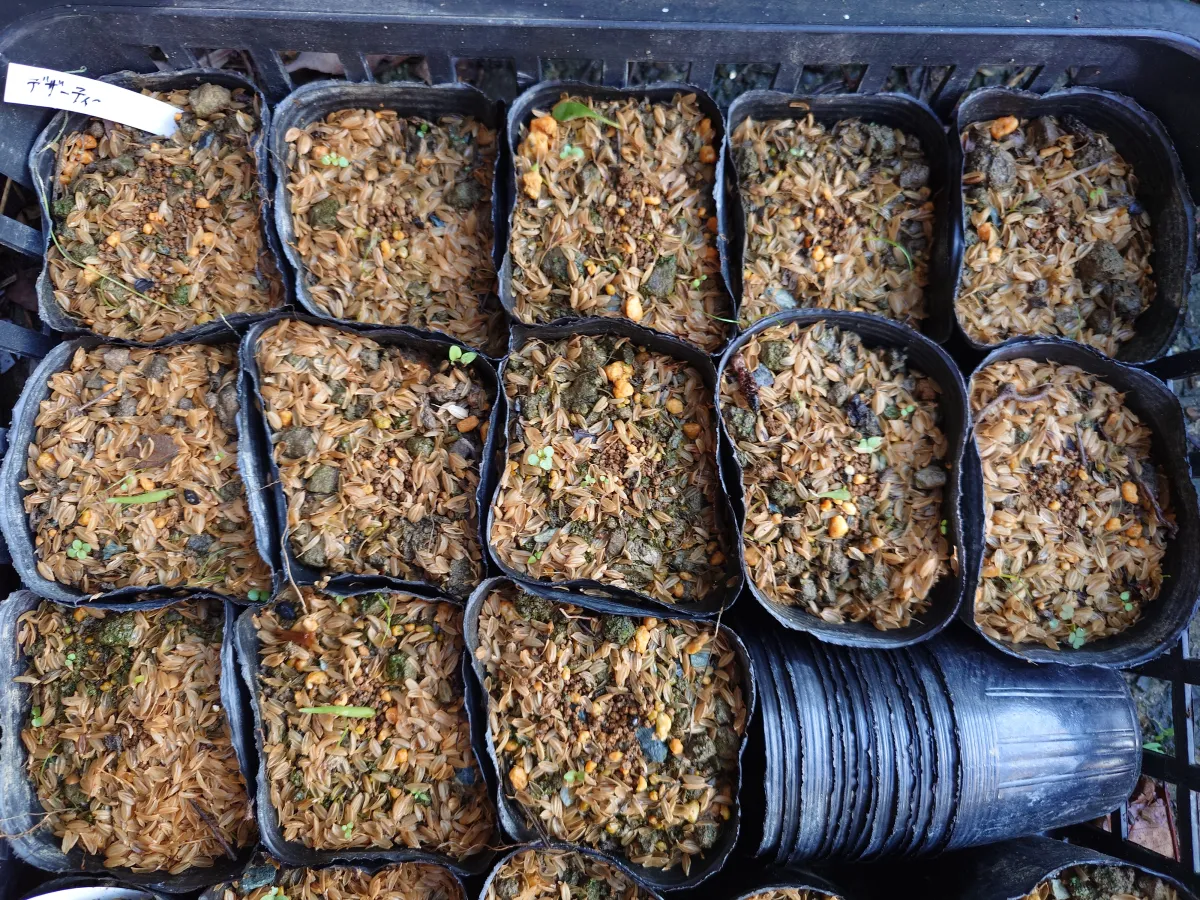 Agave deserti var. deserti (アガベ デザーティ)