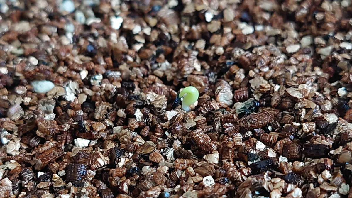 Agave oteroi (アガベ オテロイ)