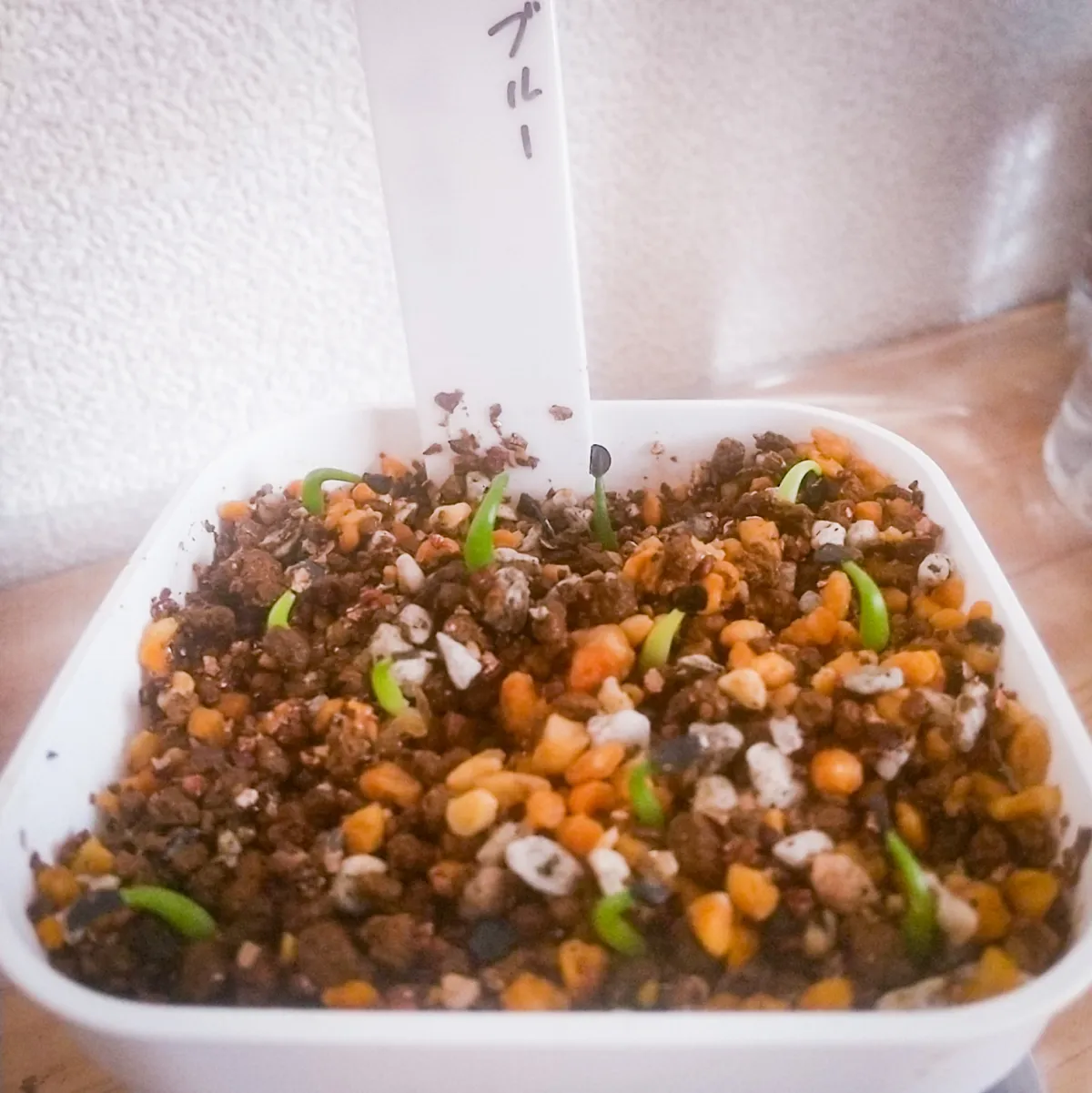 Agave titanota 'Blue' (アガベ チタノタブルー)