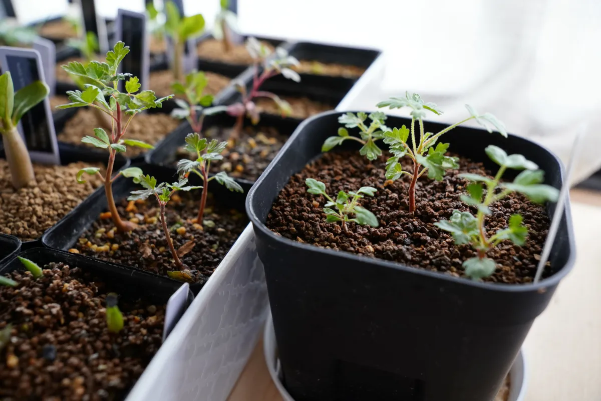 Pachycormus discolor (パキコルムス ディスカラー)