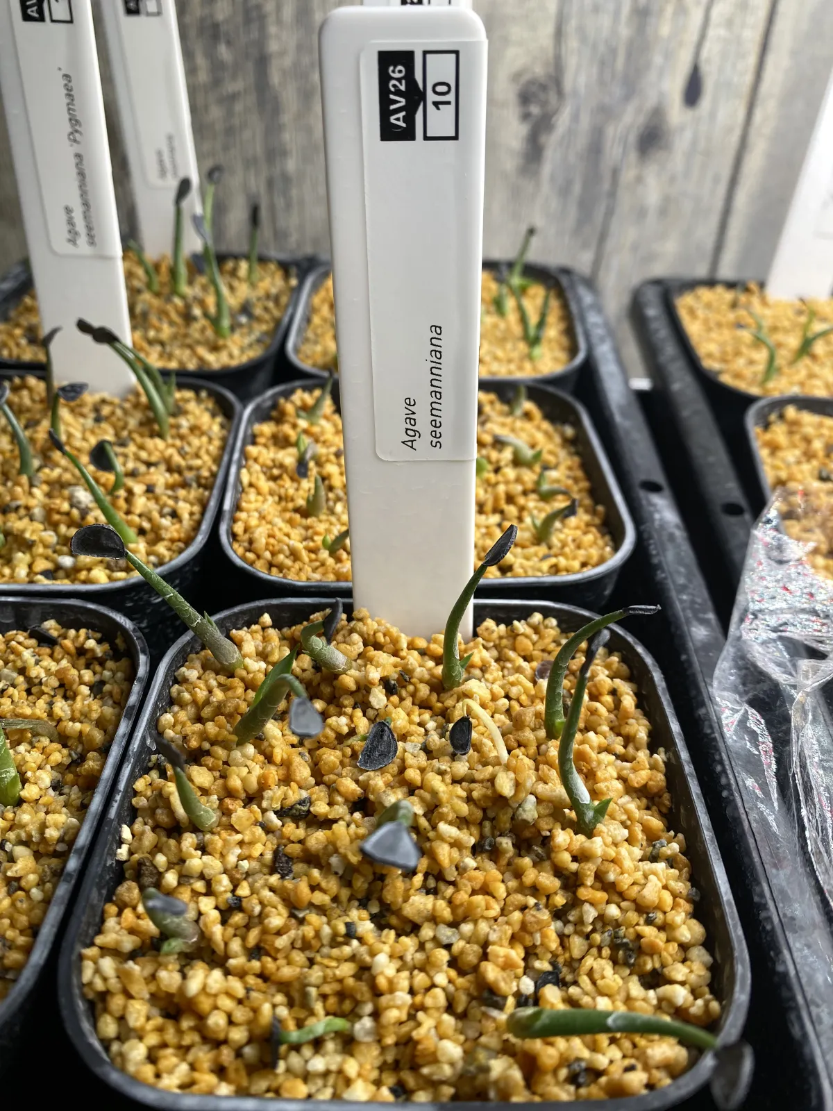 Agave seemanniana (アガベ シーマニアナ)