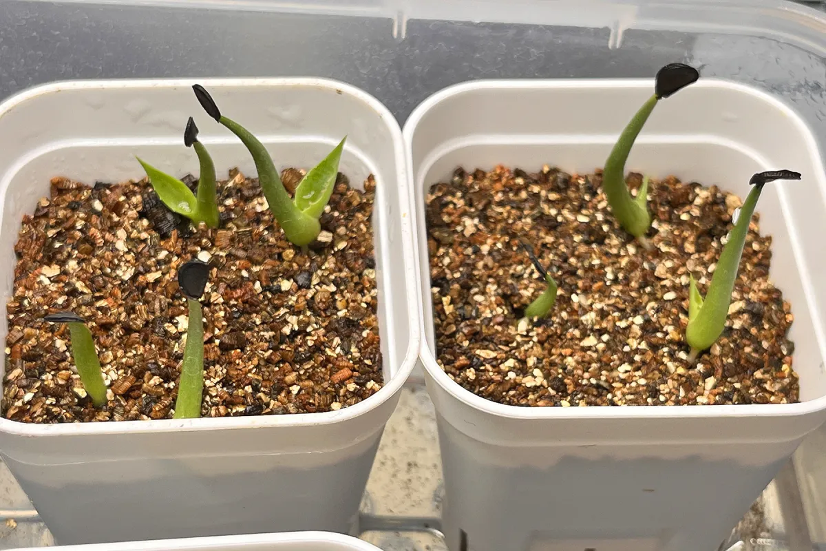 Agave colorata Mescal Ceniza (アガベ コロラータ)