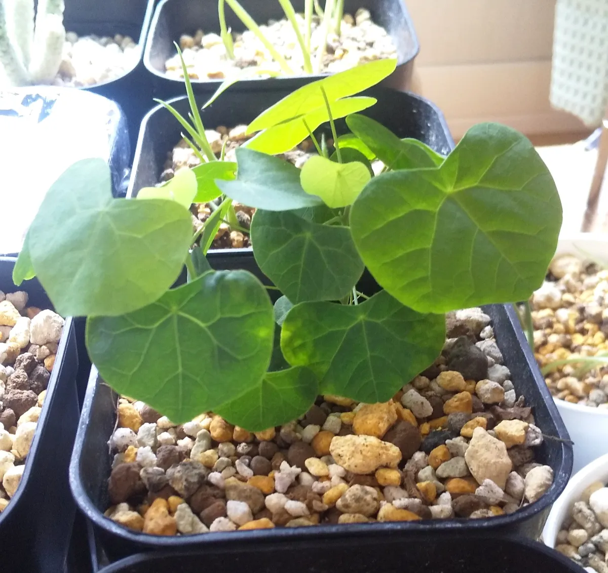 Stephania tetrandra (ステファニア テトランドラ)