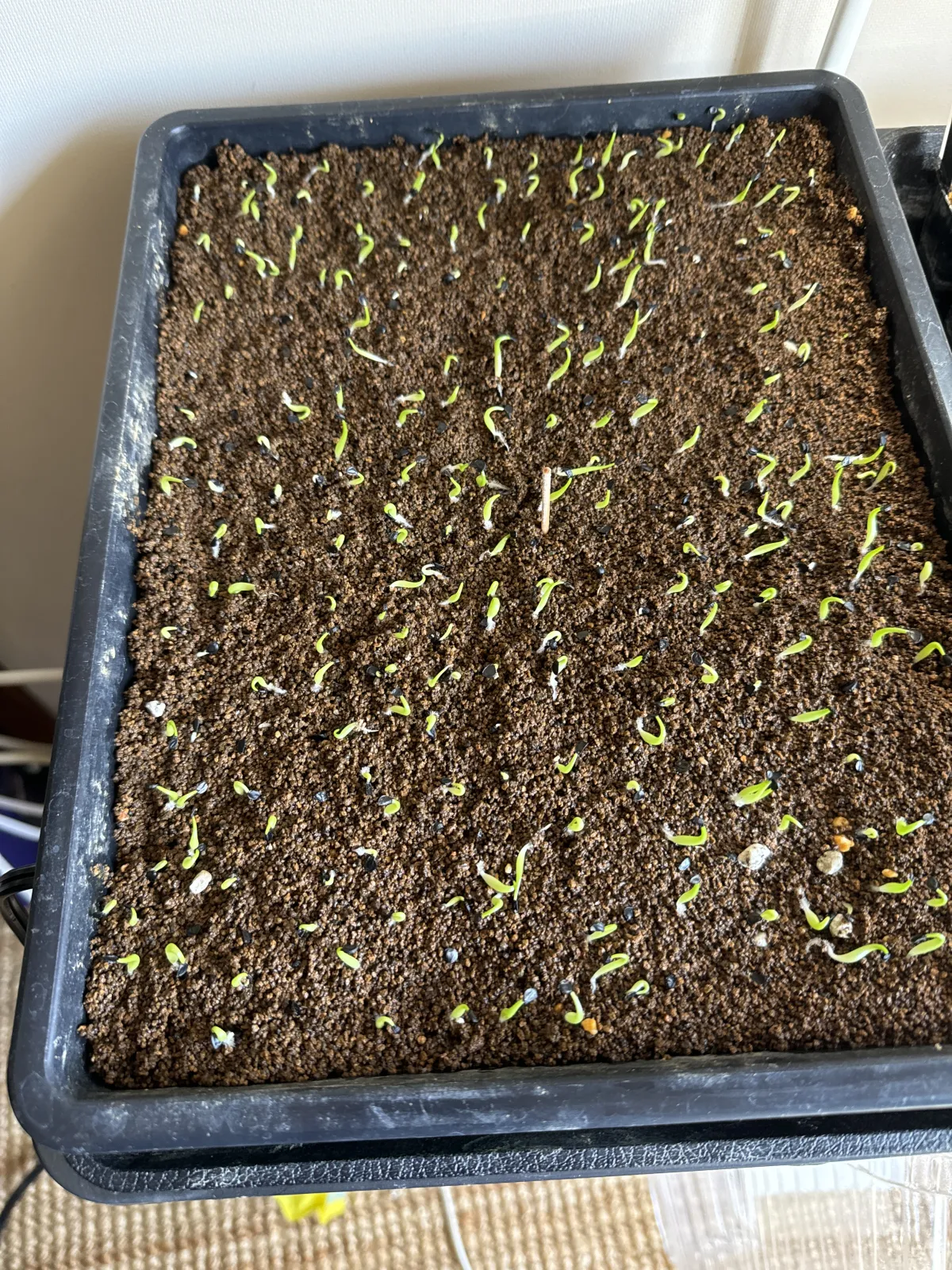 Agave oteroi (アガベ オテロイ)