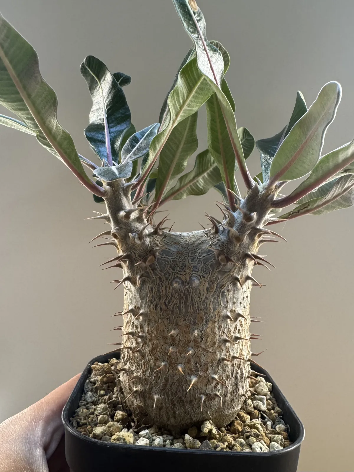 Pachypodium rosulatum var. gracilius (パキポディウム グラキリス)