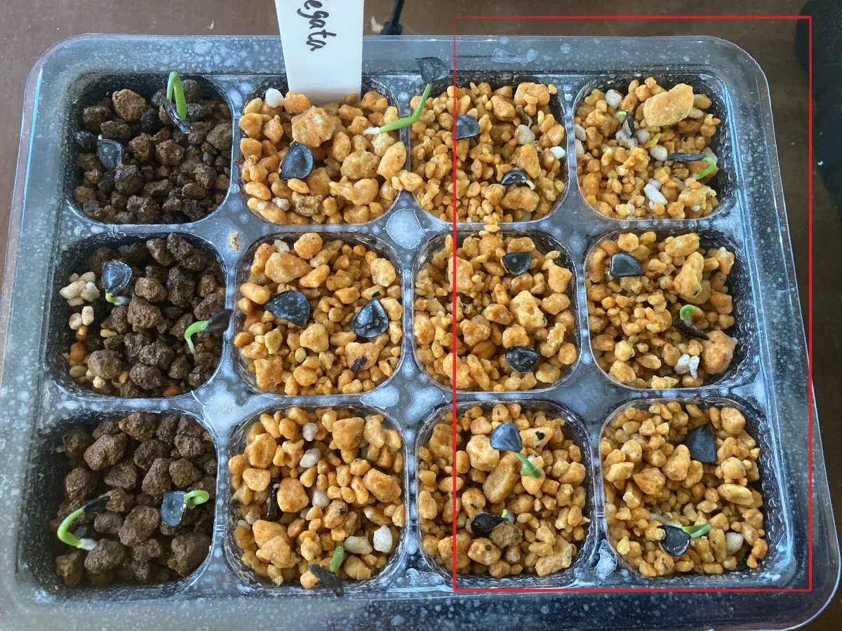 Agave angustifolia (アガベ アンガスティフォリア)