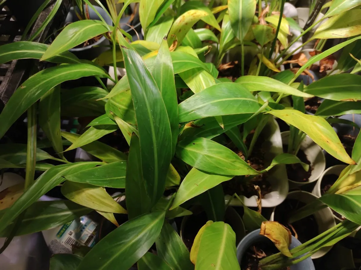 Ravenala madagascariensis (ラベナラ マダガスカリエンシス)
