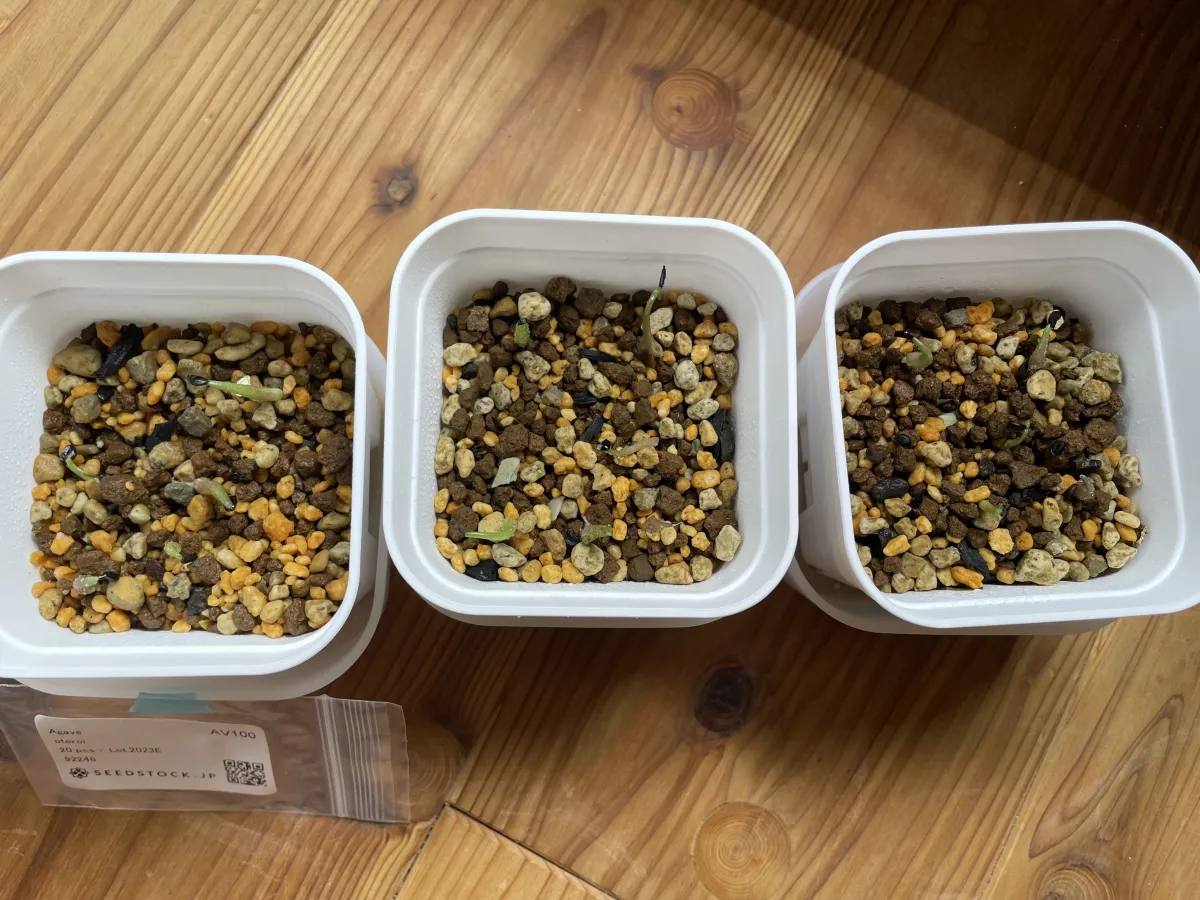 Agave oteroi (アガベ オテロイ)