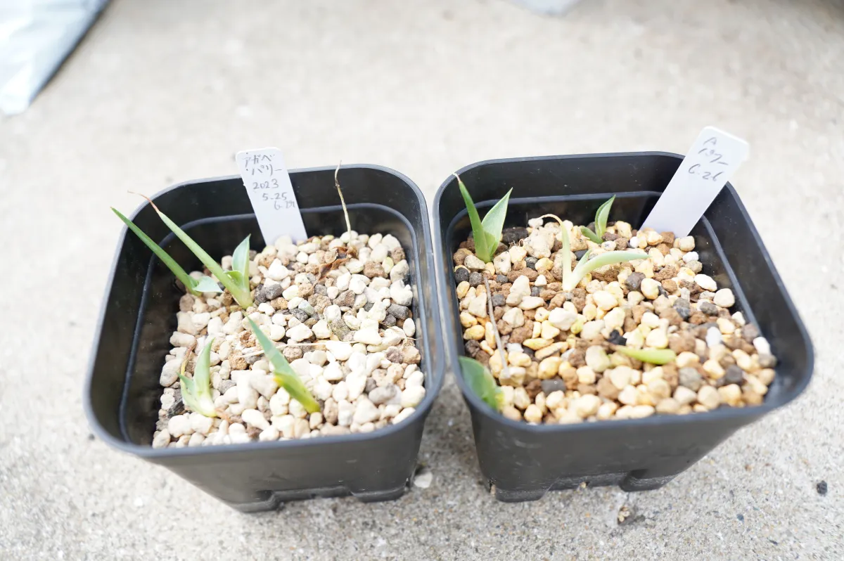 Agave parryi subsp. parryi (アガベ パリー)