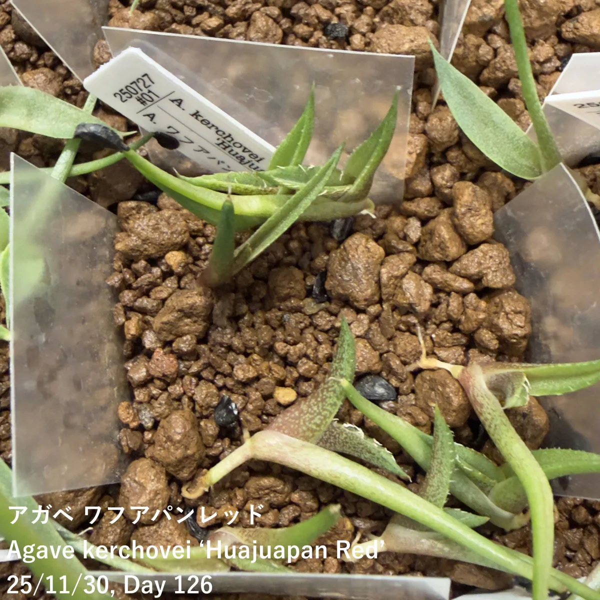 Agave kerchovei 'Huajuapan Red' (アガベ ワフアパンレッド)