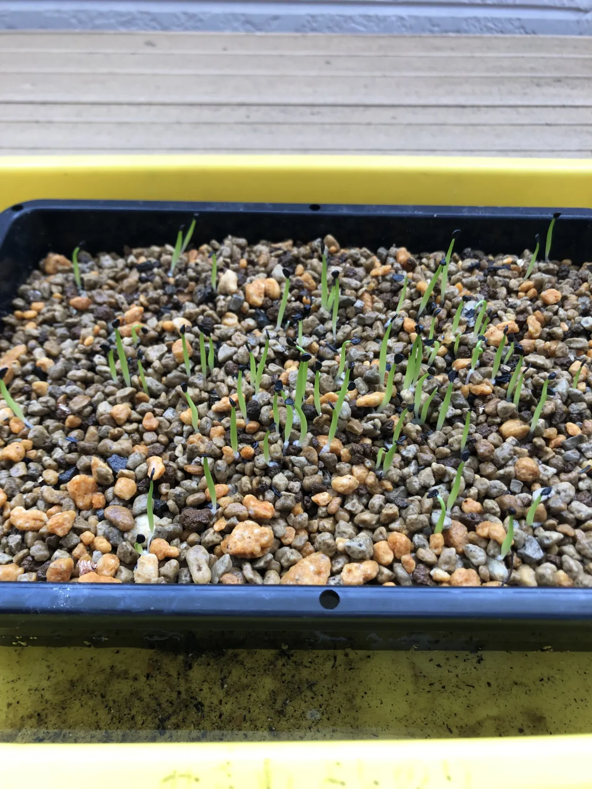 Agave titanota 'Blue' (アガベ チタノタブルー)