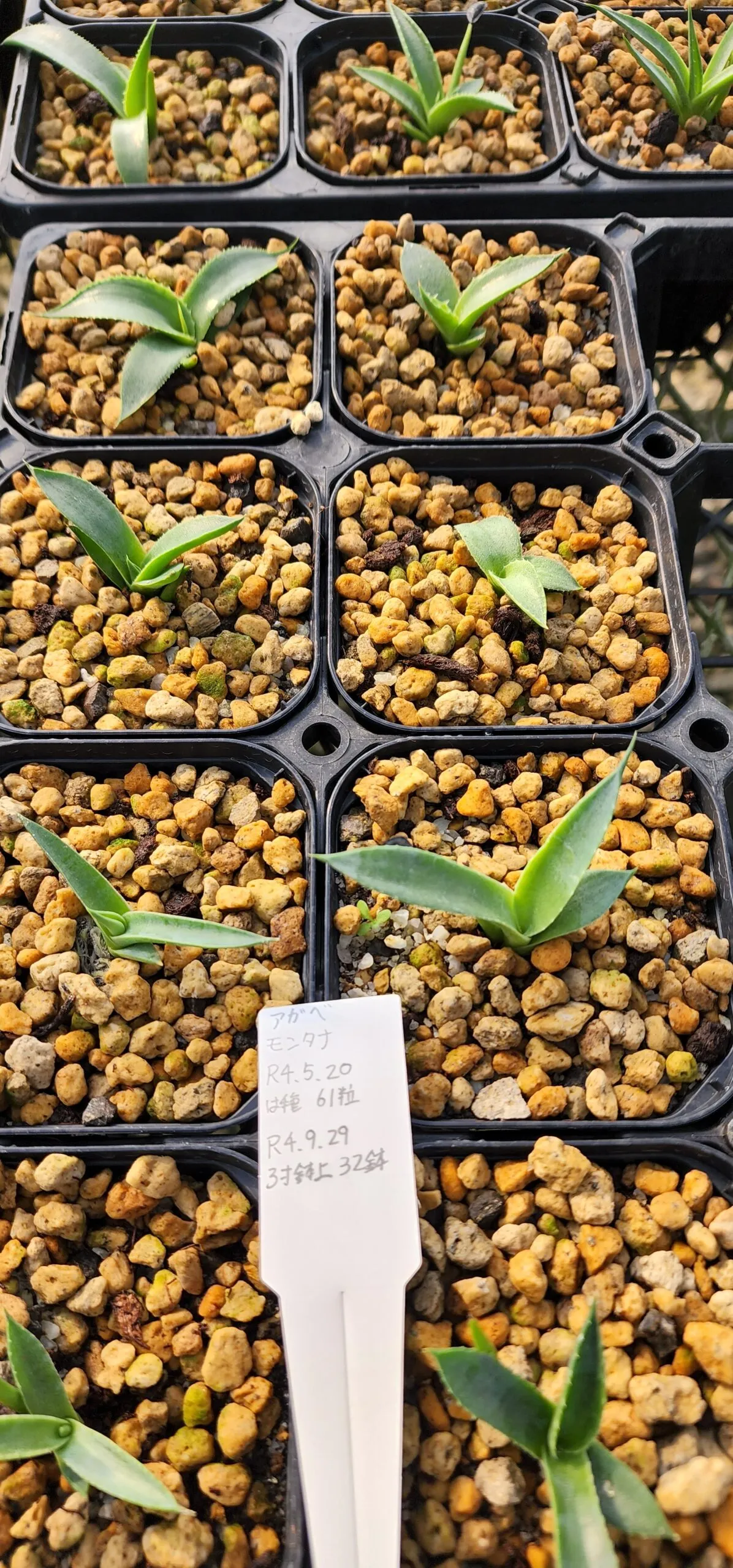 Agave montana (アガベ モンタナ)