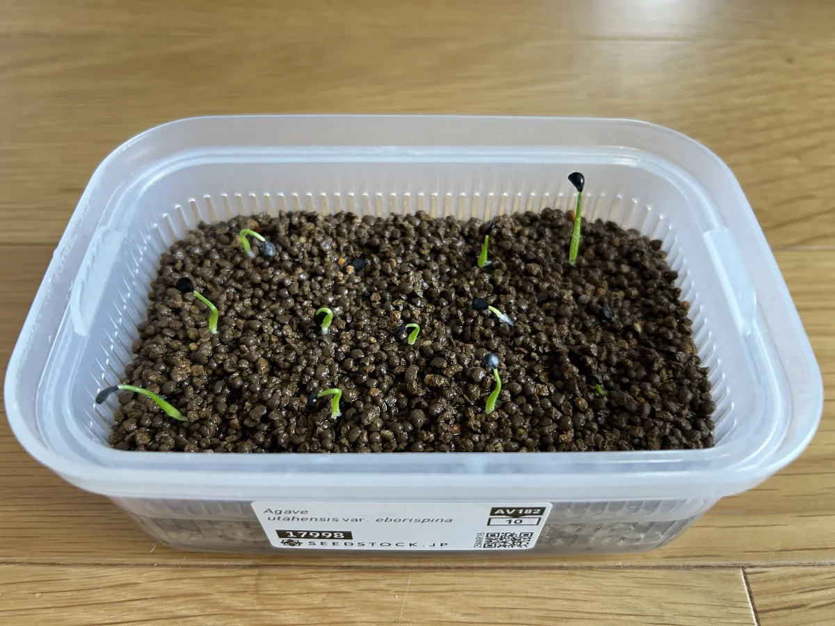 Agave utahensis var. eborispina (アガベ エボリスピナ)