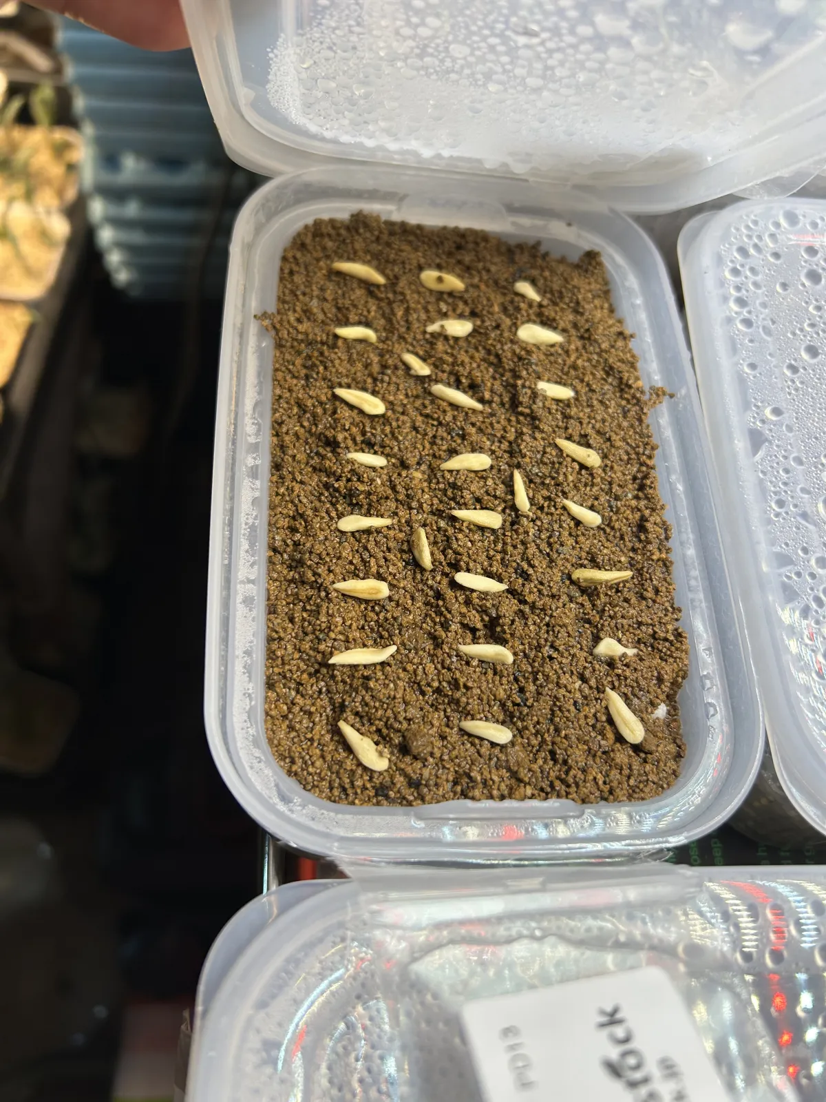 Pachypodium lamerei (パキポディウム ラメレイ 夢叶棒)