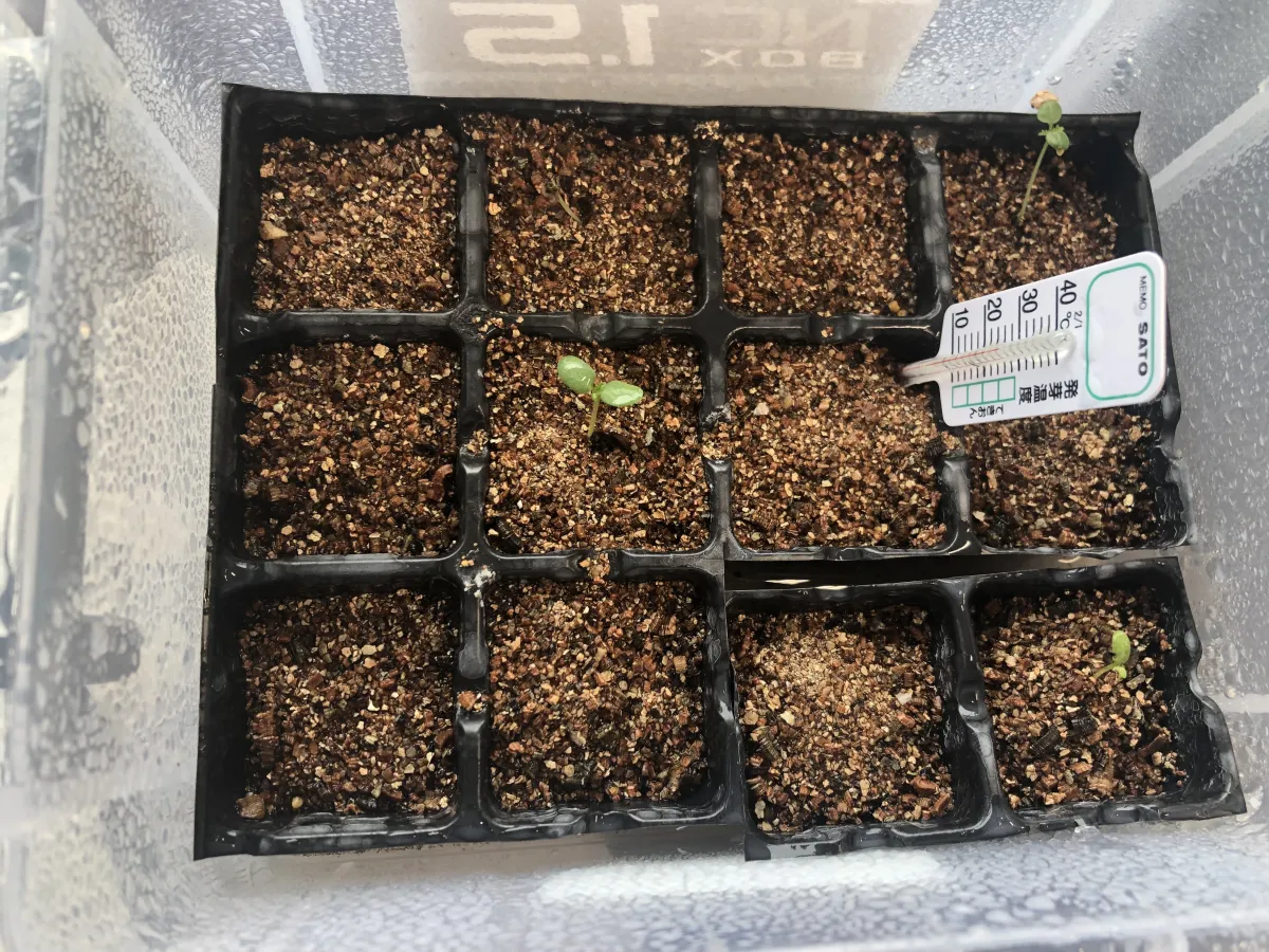 Pachycormus discolor var. veatchianus (パキコルムス ディスカラー ビーチアナス)