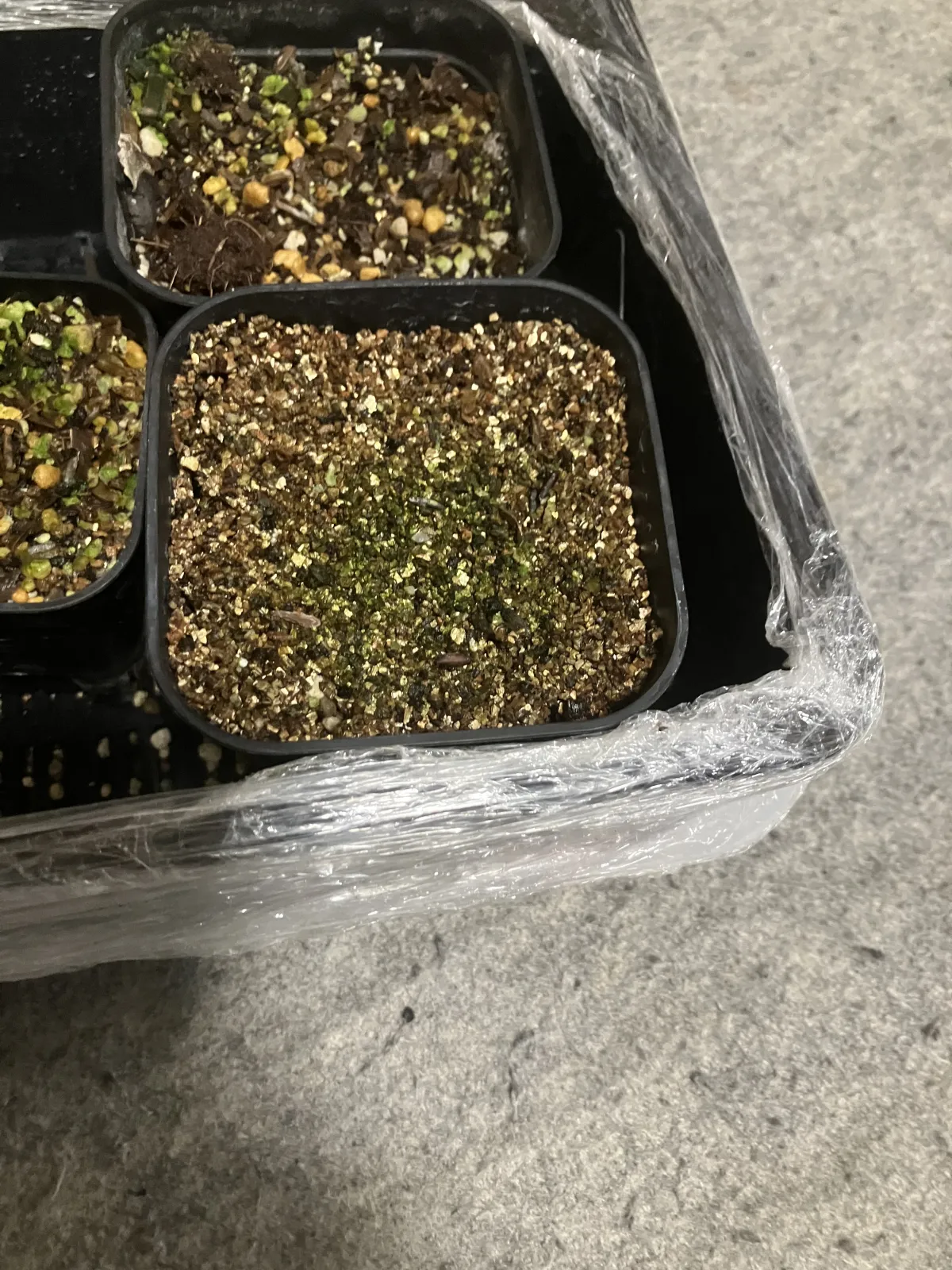 [無料種子] 発芽難 パキポディウム グラキリス　 Pachypodium rosulatum var. gracilius