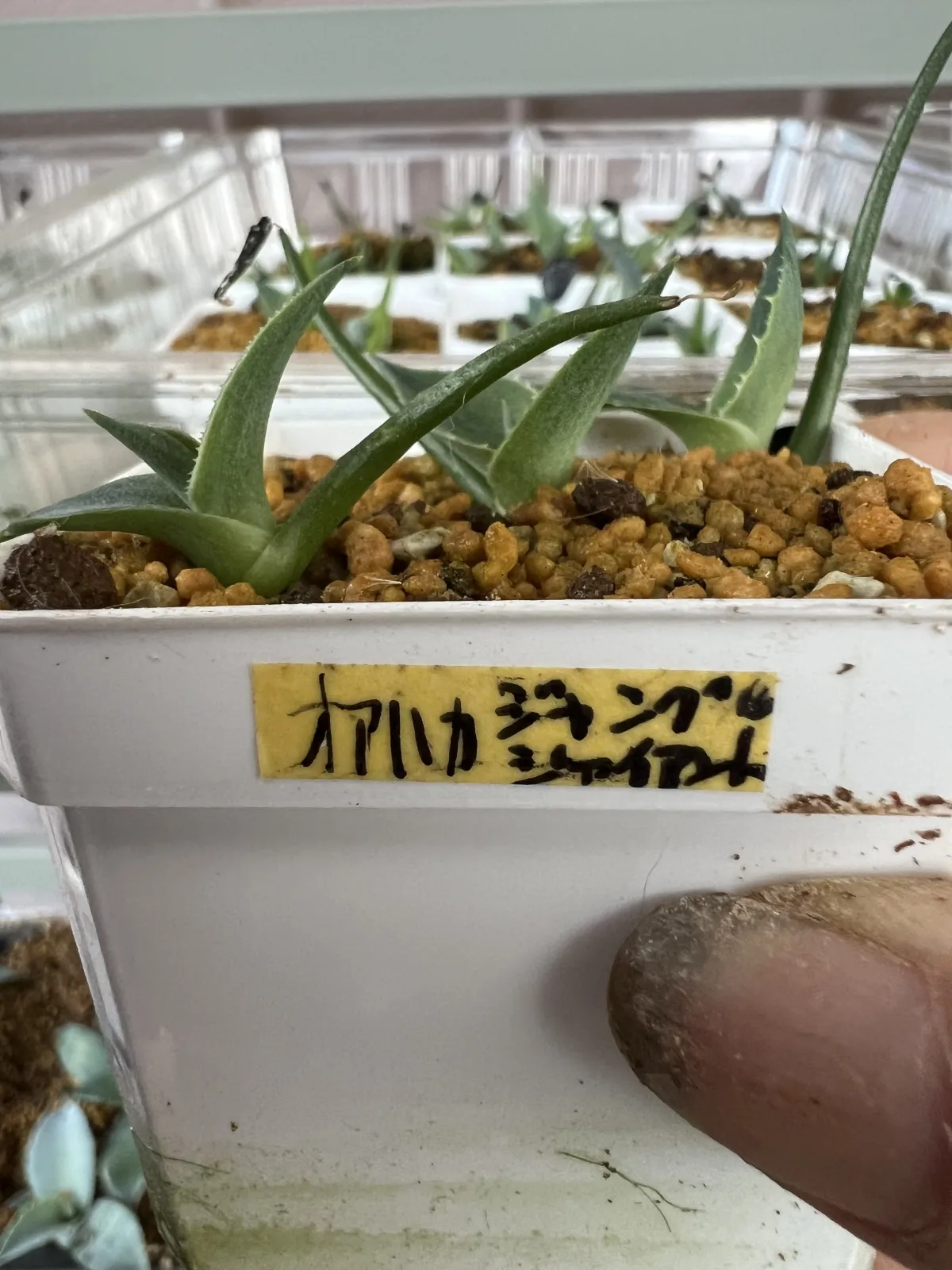 Agave atrovirens Oaxaca Jungle Giant (アガベ オアハカ ジャングル ジャイアント)