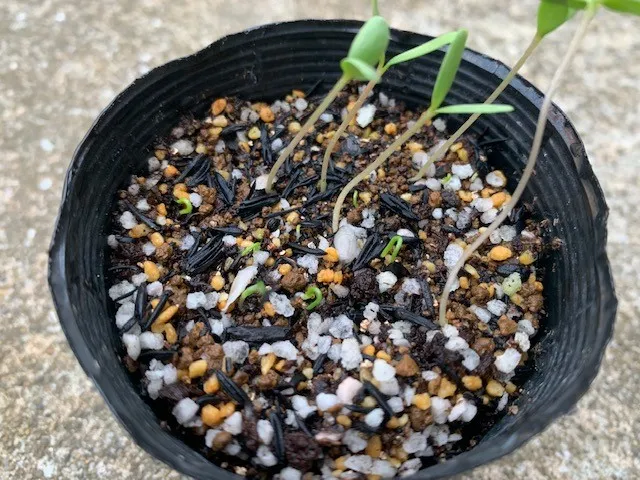 Agave ellemeetiana (アガベ エレミーティアナ)