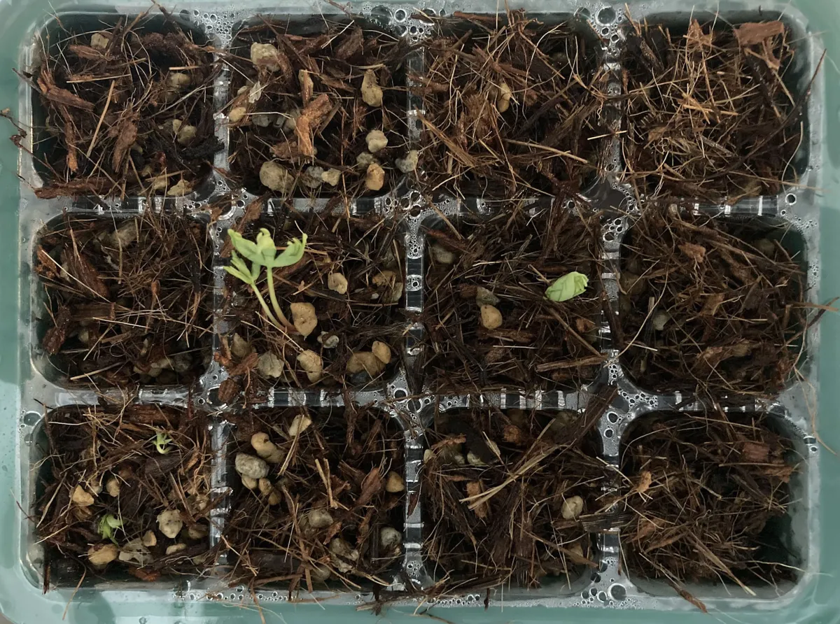 Bursera fagaroides (ブルセラ ファガロイデス)