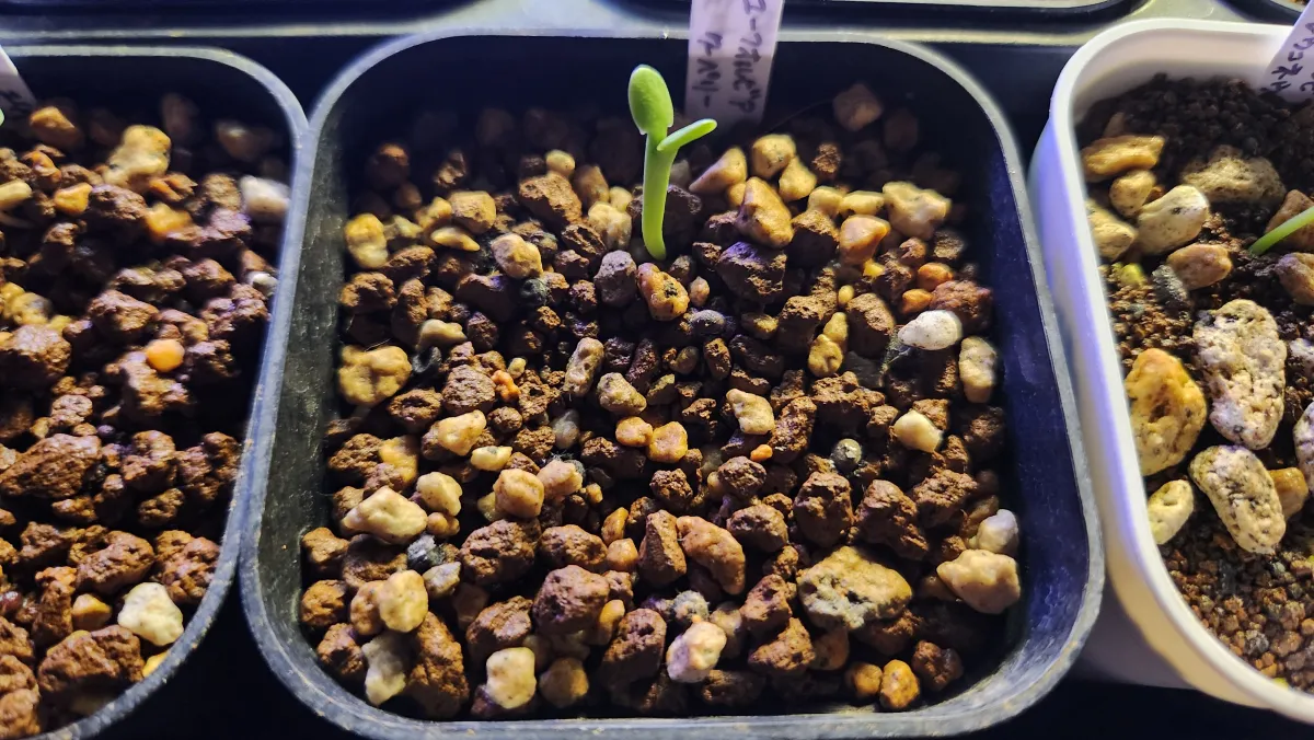 Euphorbia cooperi (ユーフォルビア クーペリ)