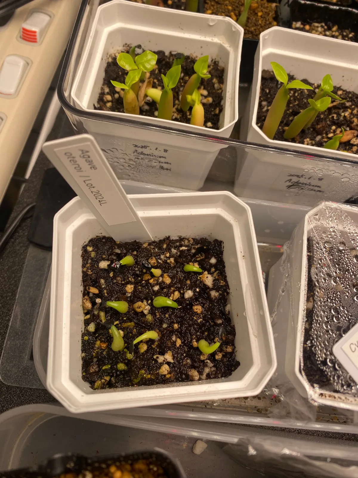 Agave oteroi (アガベ オテロイ)