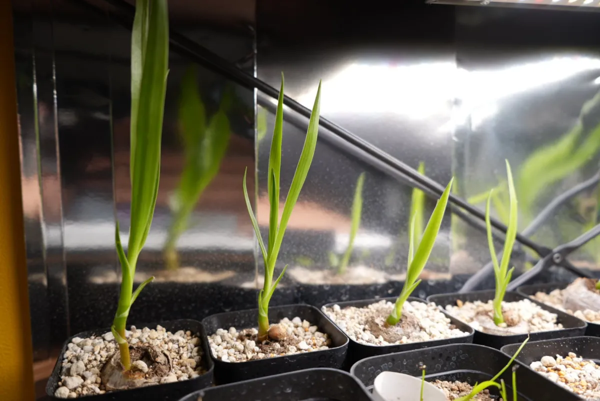 Dracaena draco subsp. draco (ドラセナ ドラコ)