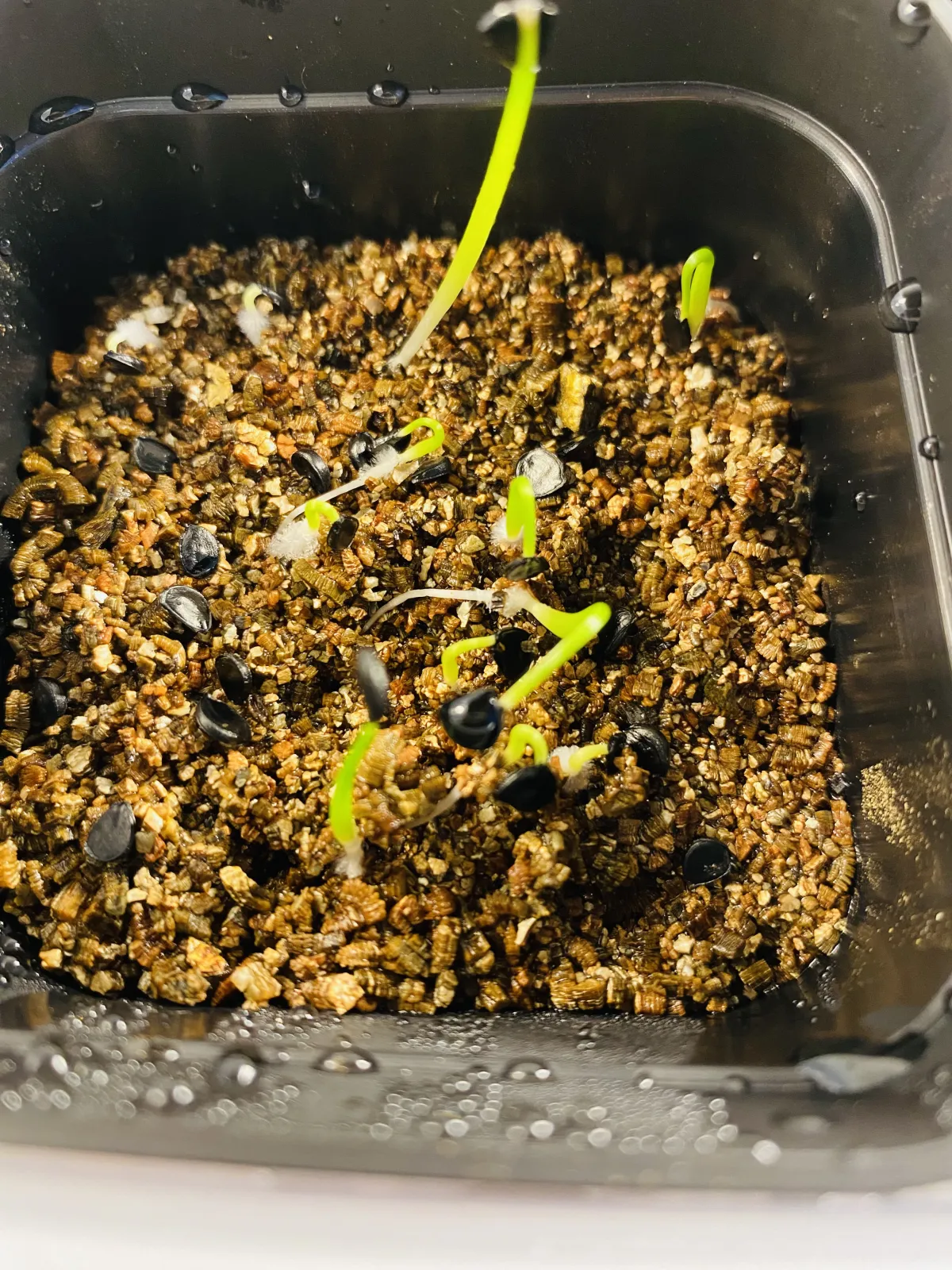 Agave utahensis ssp. kaibabensis (アガベ カイバベンシス)