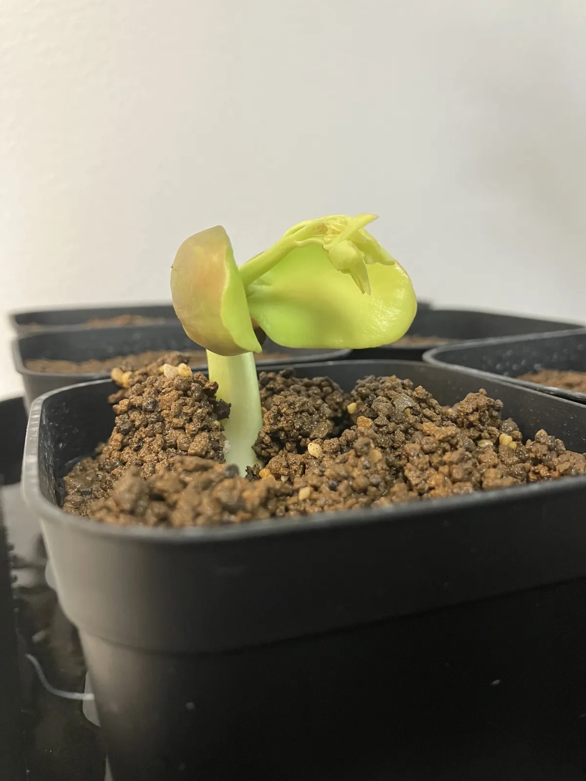 Moringa drouhardii (モリンガ ドロウハーディ)