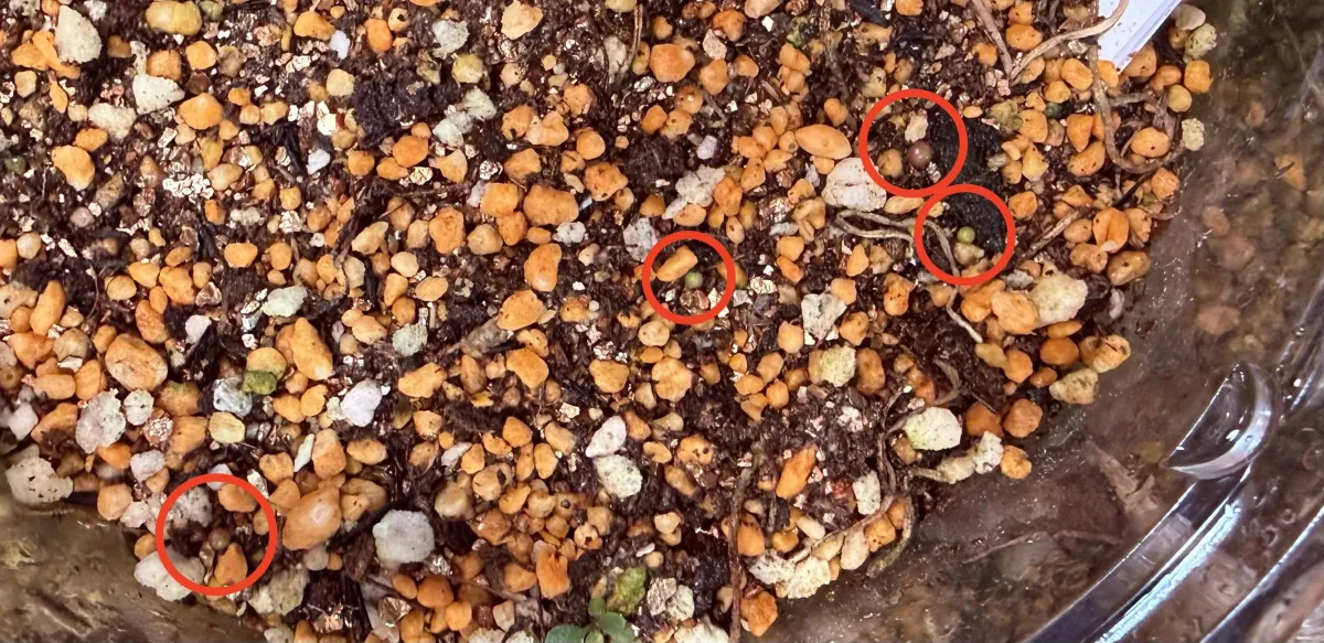 Aztekium ritteri (アズテキウム 花籠)