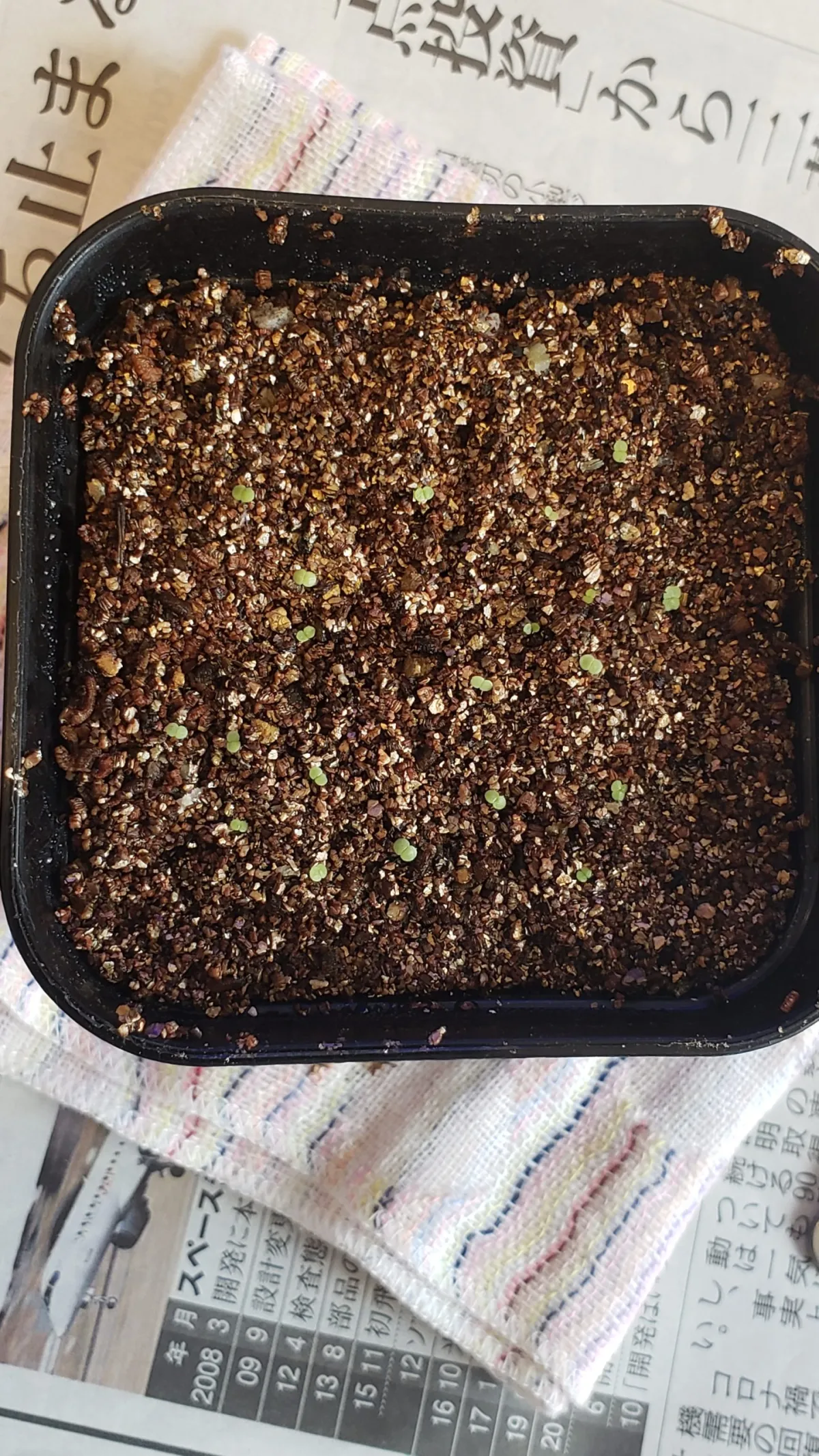 Echeveria chihuahuaensis (エケベリア チワワエンシス イエコラ)