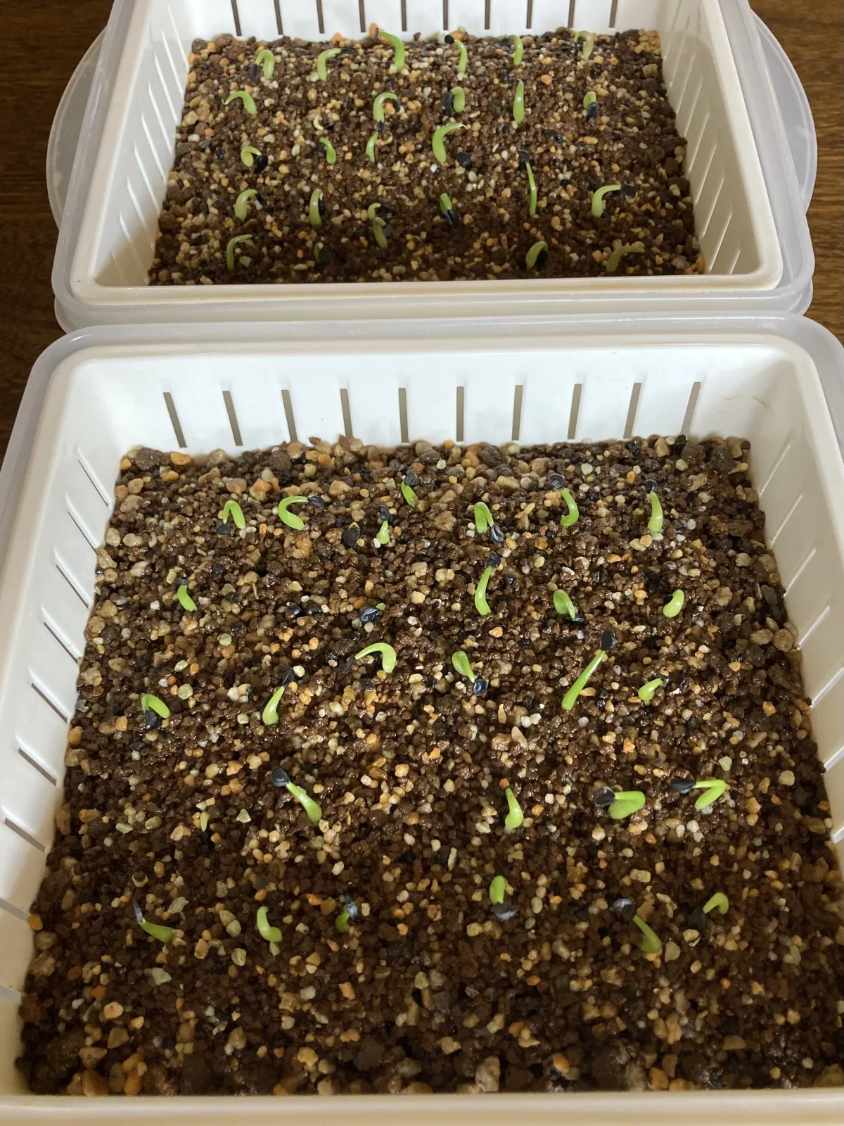 Agave oteroi (アガベ オテロイ)