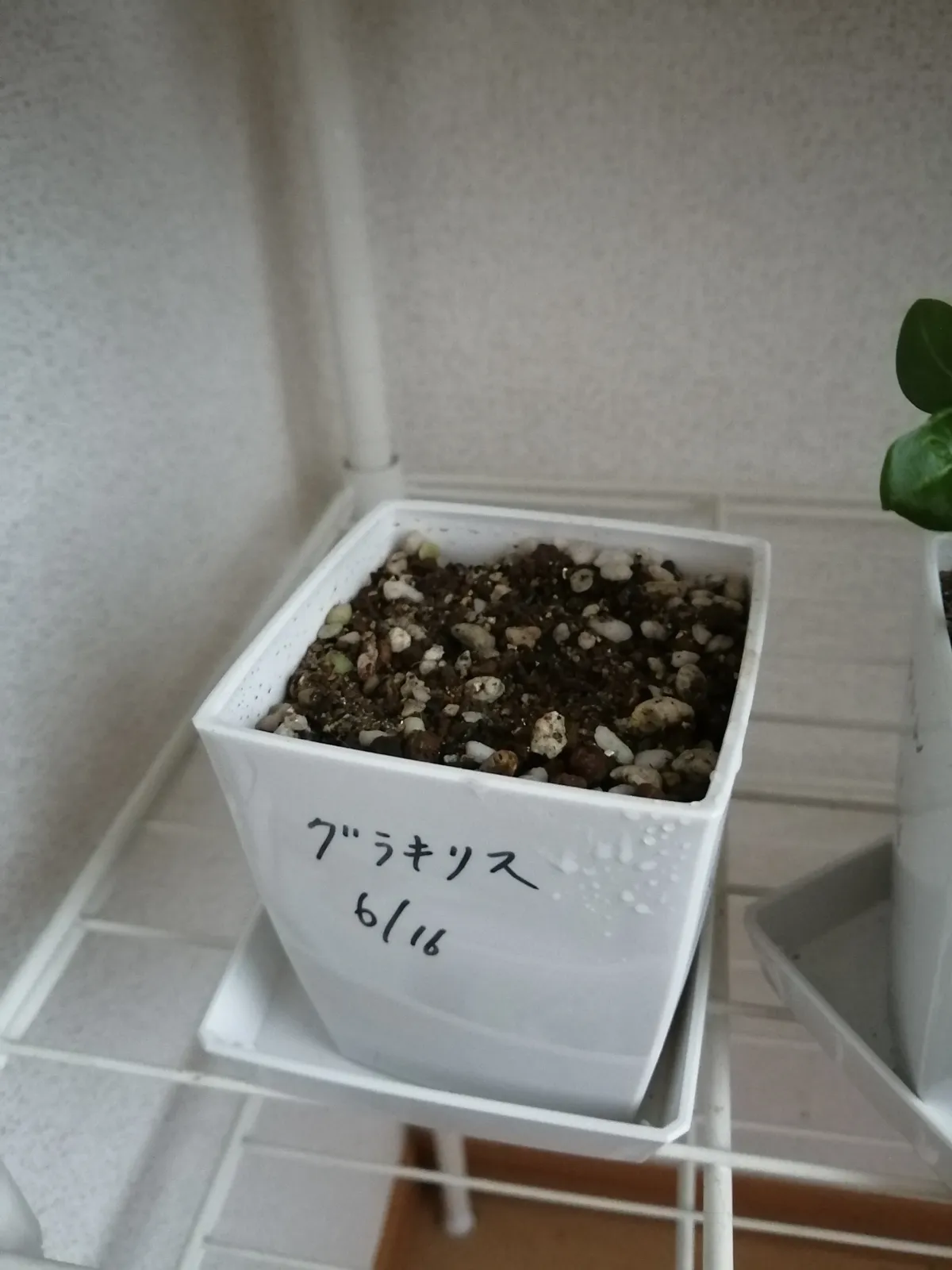 [無料種子] 発芽難 パキポディウム グラキリス　 Pachypodium rosulatum var. gracilius