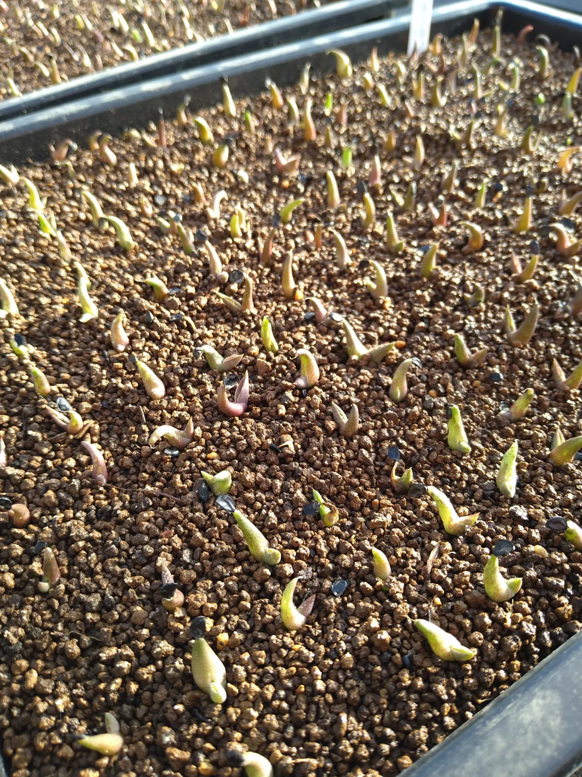 Agave titanota 'Blue' (アガベ チタノタブルー)