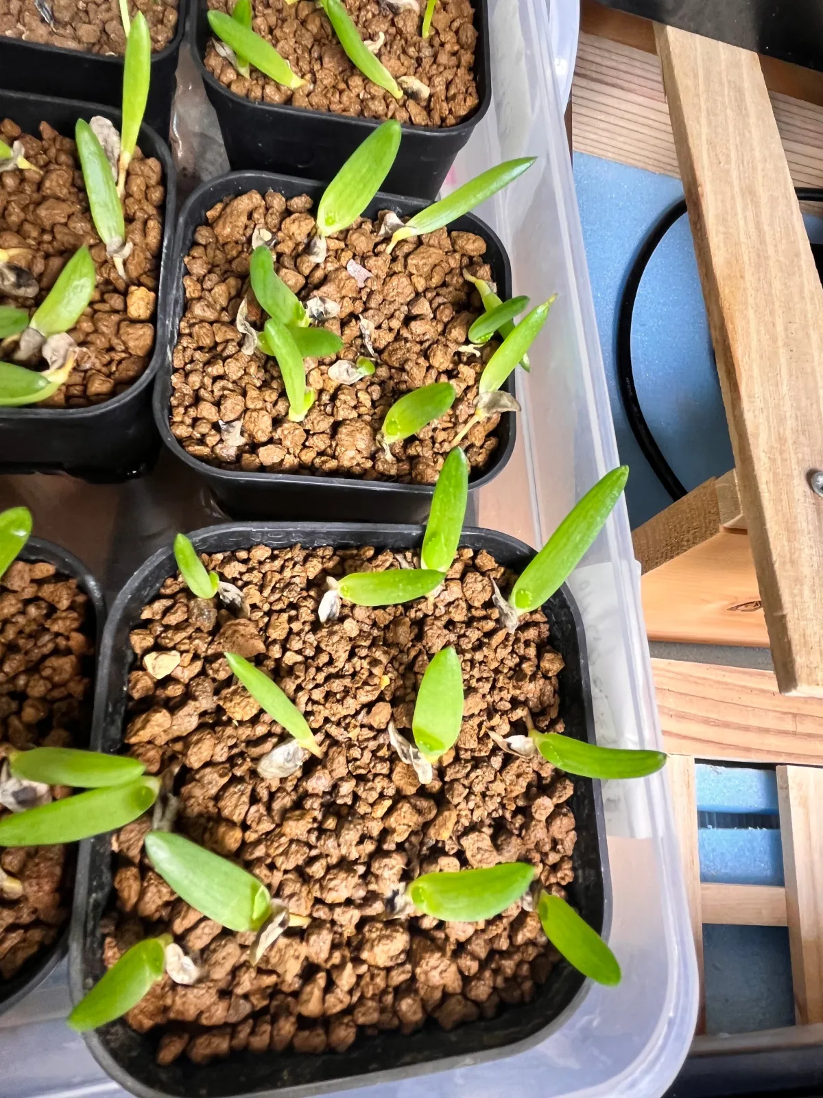 Aloe dichotoma (アロエ ディコトマ)