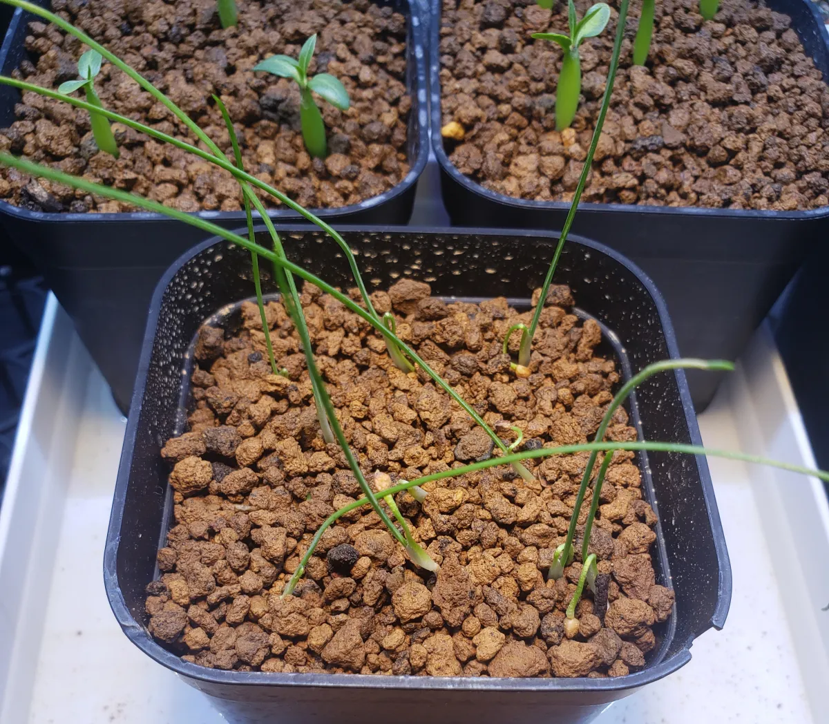 Dasylirion miquihuanense (ダシリリオン ミキワネンシス)