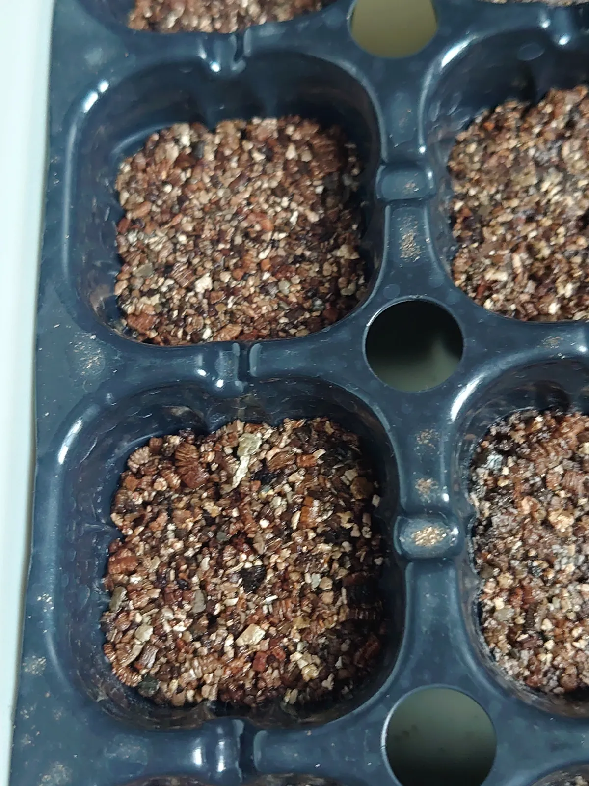 Philodendron pterotum (フィロデンドロン テロツム)